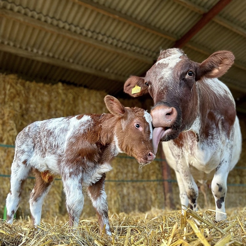 Cattle and Calving